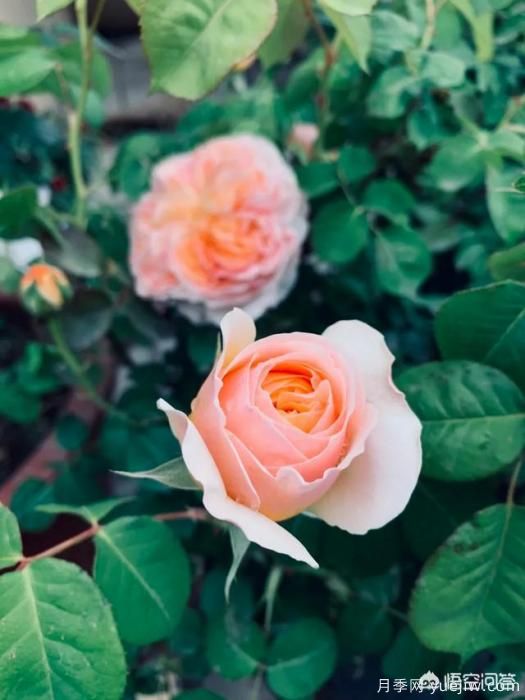 有哪些花友必備的月季花品種可以推薦下？(圖3)