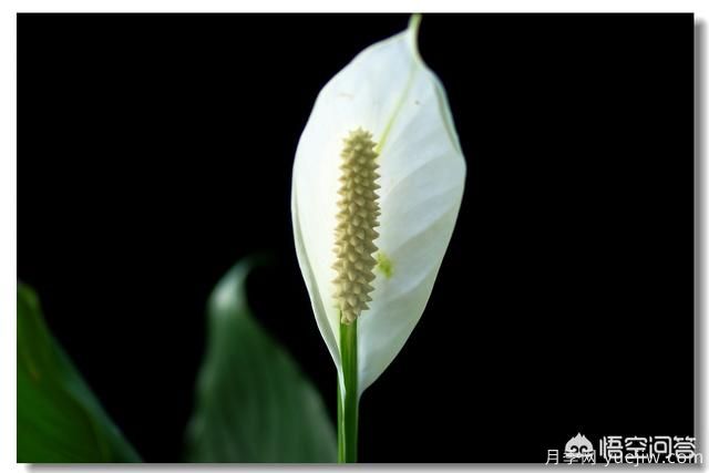 多年生的草本花卉品種的花有什么花？(圖5)