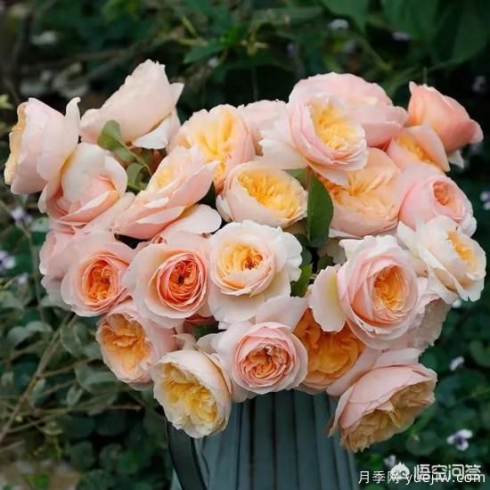 有哪些花友必備的月季花品種可以推薦下？(圖1)