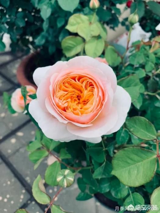 有哪些花友必備的月季花品種可以推薦下？(圖2)
