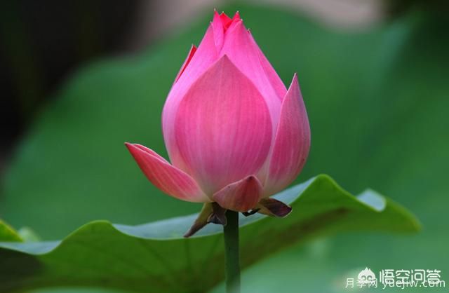 多年生的草本花卉品種的花有什么花？(圖6)