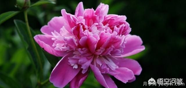 多年生的草本花卉品種的花有什么花？(圖8)