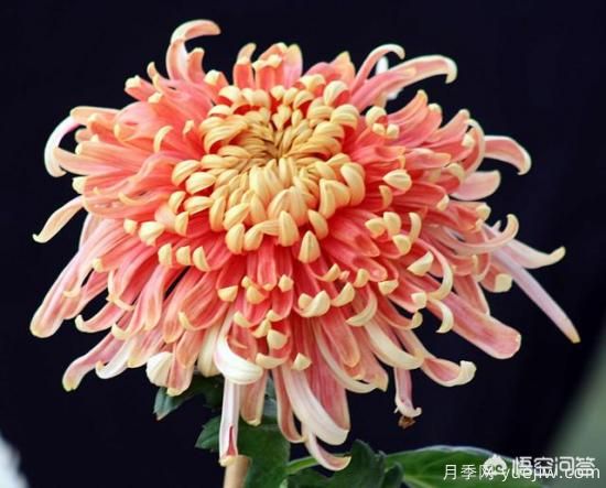 多年生的草本花卉品種的花有什么花？(圖7)