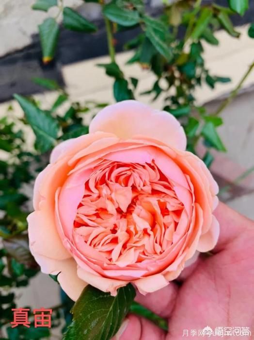 有哪些花友必備的月季花品種可以推薦下？(圖11)