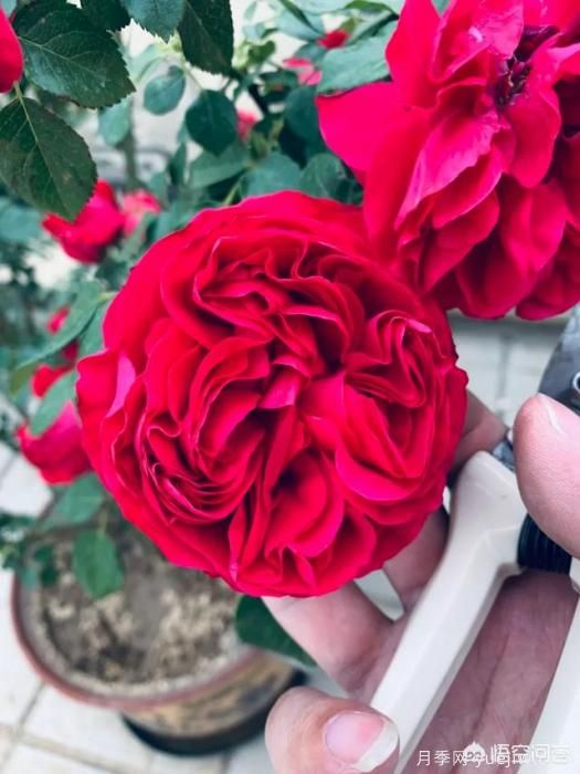 有哪些花友必備的月季花品種可以推薦下？(圖7)