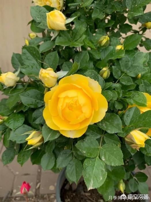 有哪些花友必備的月季花品種可以推薦下？(圖20)