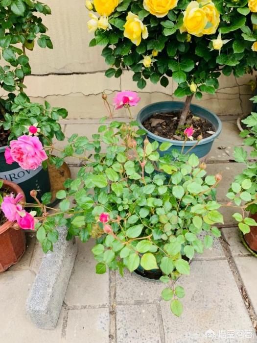 有哪些花友必備的月季花品種可以推薦下？(圖16)