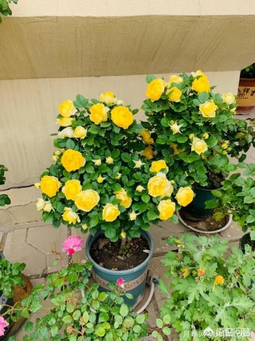 有哪些花友必備的月季花品種可以推薦下？(圖19)