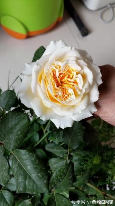 有哪些花友必備的月季花品種可以推薦下？(圖14)