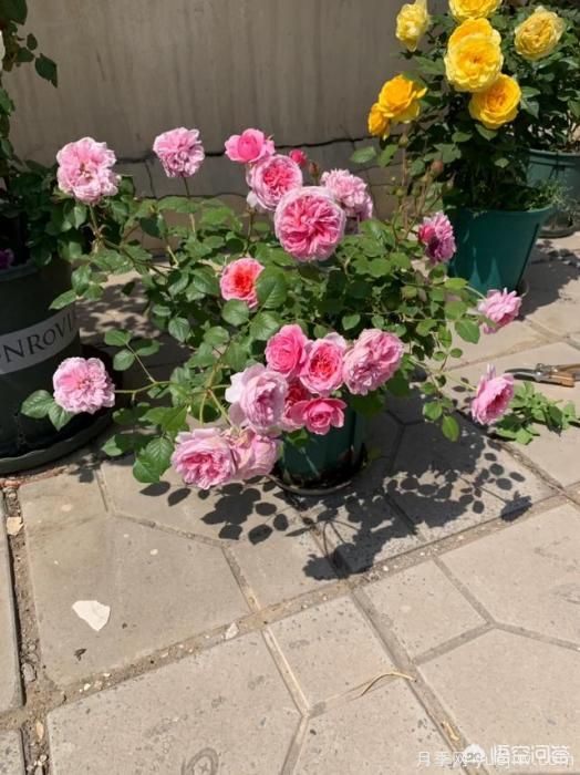 有哪些花友必備的月季花品種可以推薦下？(圖18)