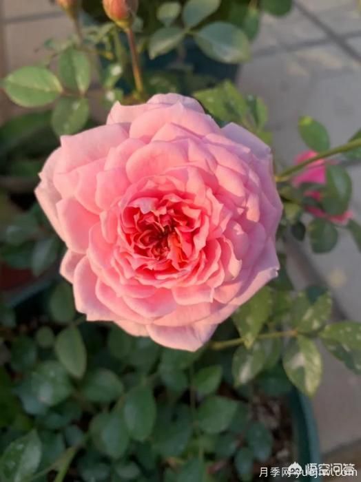 有哪些花友必備的月季花品種可以推薦下？(圖17)
