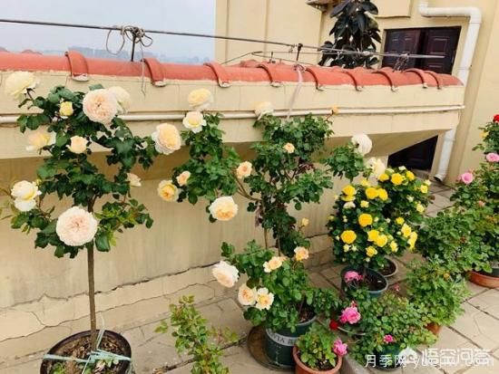 有哪些花友必備的月季花品種可以推薦下？(圖15)