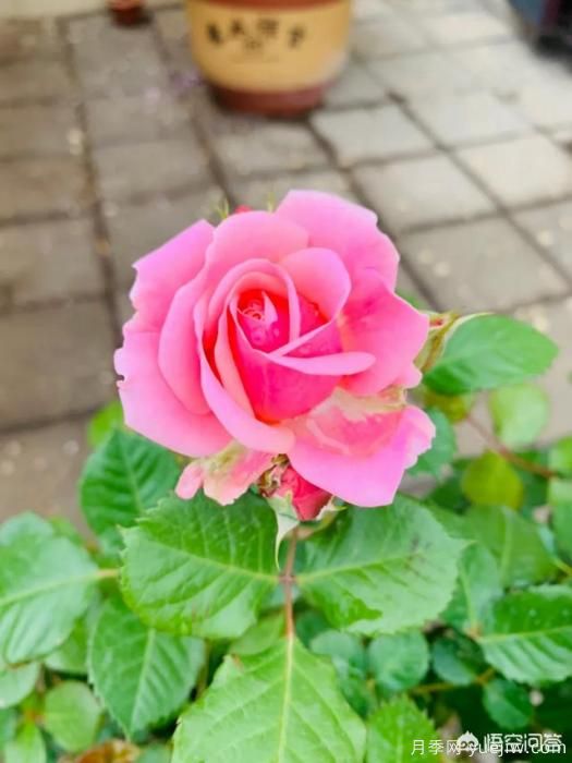 有哪些花友必備的月季花品種可以推薦下？(圖25)