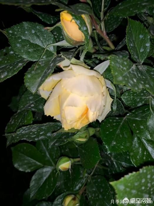 有哪些花友必備的月季花品種可以推薦下？(圖22)