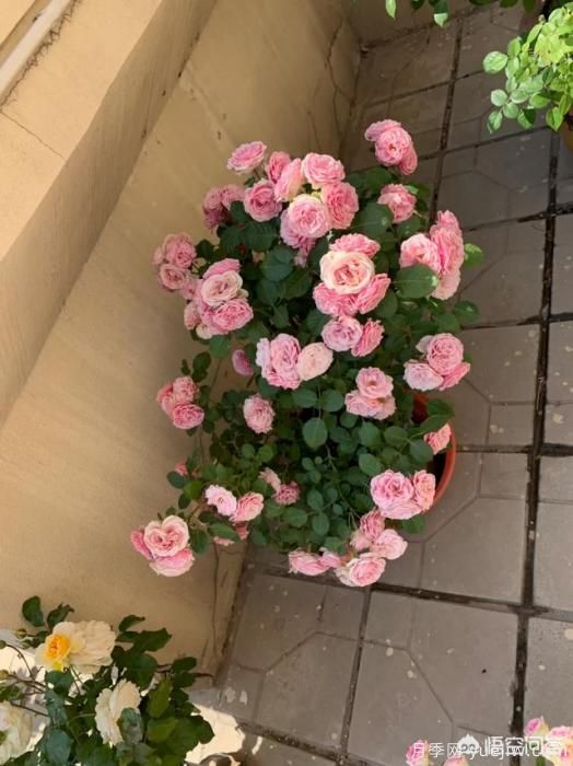 有哪些花友必備的月季花品種可以推薦下？(圖24)