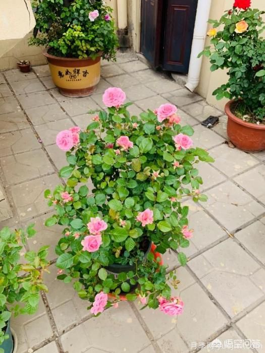 有哪些花友必備的月季花品種可以推薦下？(圖23)
