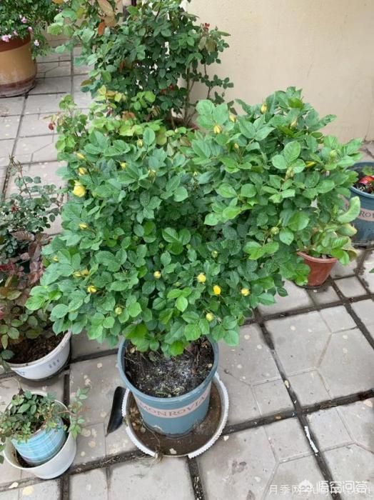 有哪些花友必備的月季花品種可以推薦下？(圖21)