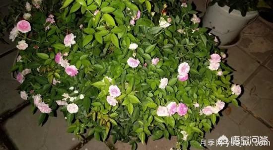 有哪些花友必備的月季花品種可以推薦下？(圖27)
