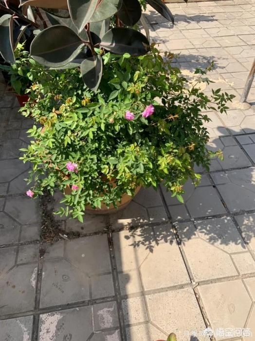 有哪些花友必備的月季花品種可以推薦下？(圖26)