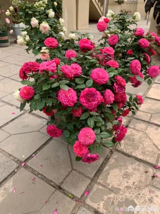 有哪些花友必備的月季花品種可以推薦下？(圖32)