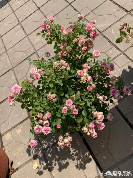 有哪些花友必備的月季花品種可以推薦下？(圖29)