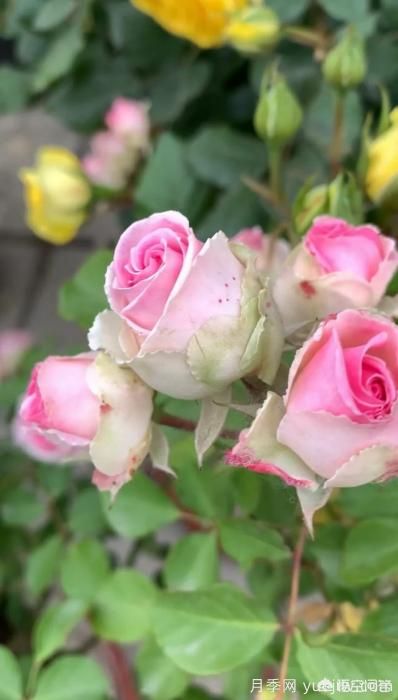 有哪些花友必備的月季花品種可以推薦下？(圖28)