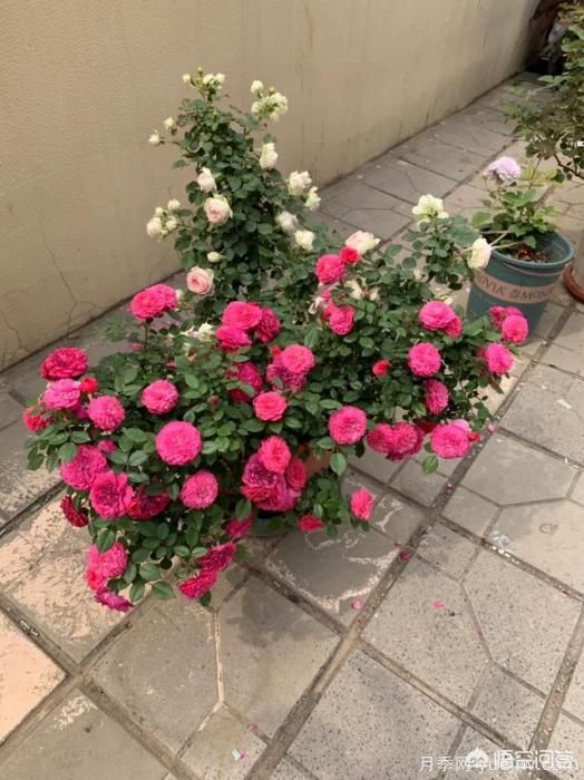 有哪些花友必備的月季花品種可以推薦下？(圖34)