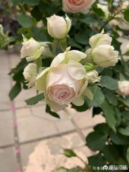 有哪些花友必備的月季花品種可以推薦下？(圖36)