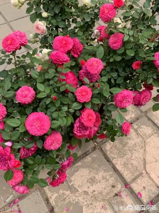 有哪些花友必備的月季花品種可以推薦下？(圖33)