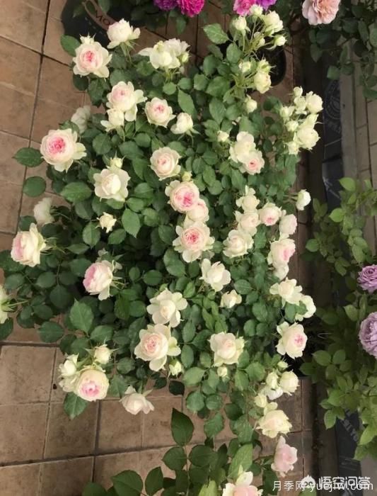 有哪些花友必備的月季花品種可以推薦下？(圖37)