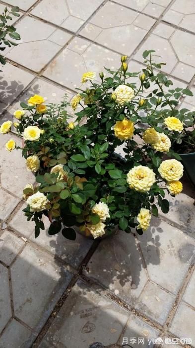 有哪些花友必備的月季花品種可以推薦下？(圖41)