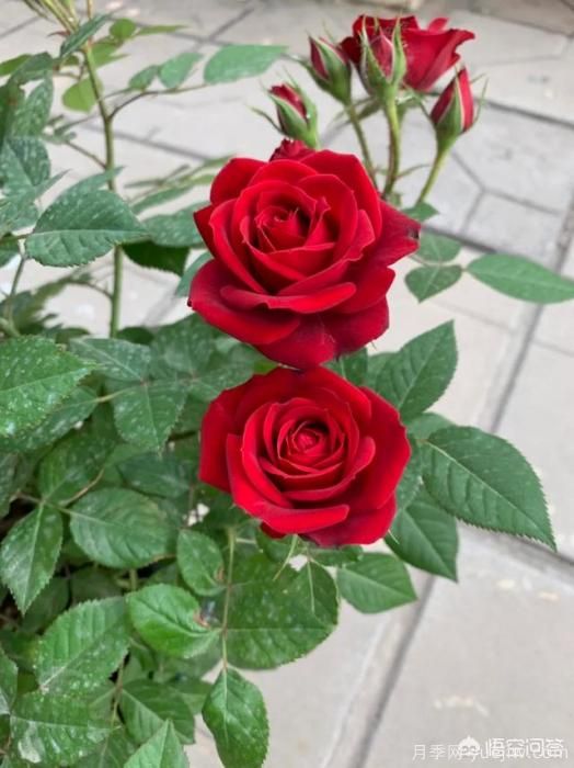 有哪些花友必備的月季花品種可以推薦下？(圖39)