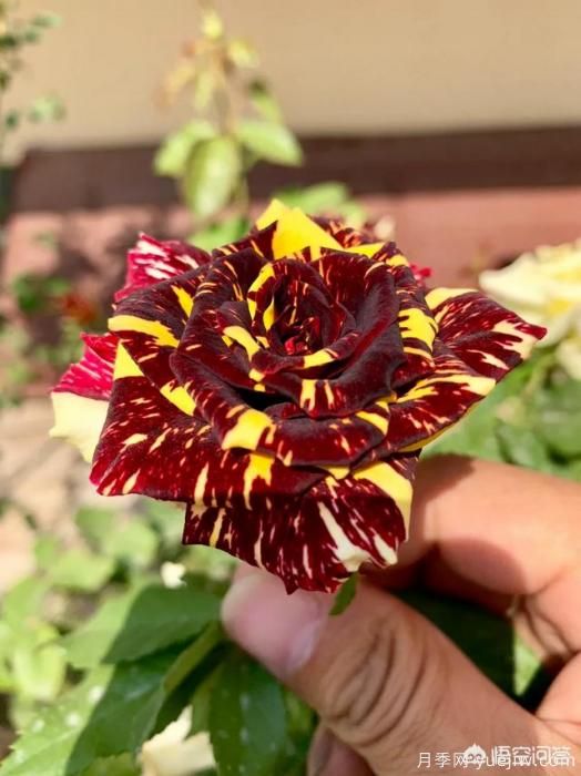 有哪些花友必備的月季花品種可以推薦下？(圖43)