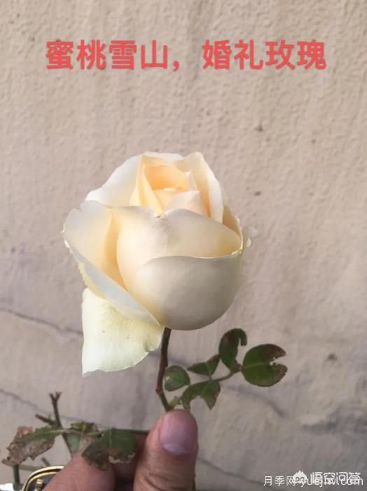 有哪些花友必備的月季花品種可以推薦下？(圖42)