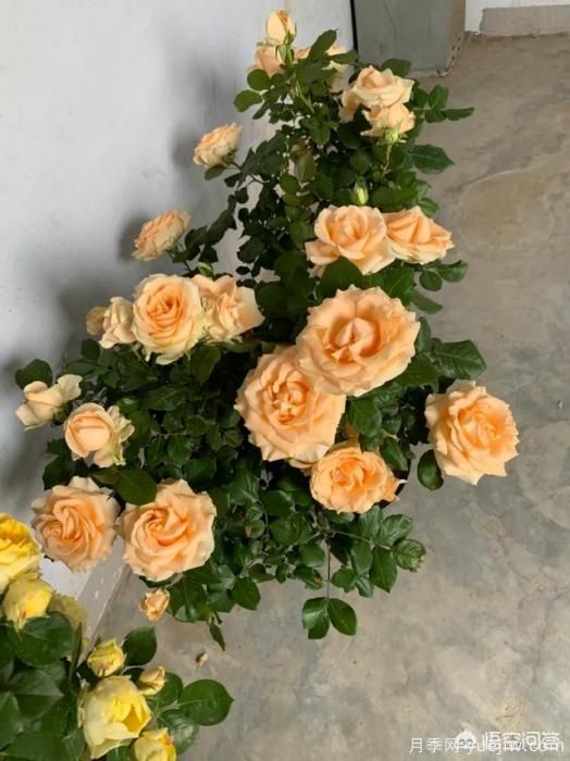 有哪些花友必備的月季花品種可以推薦下？(圖44)