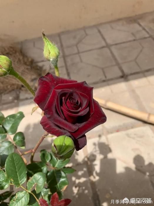 有哪些花友必備的月季花品種可以推薦下？(圖45)