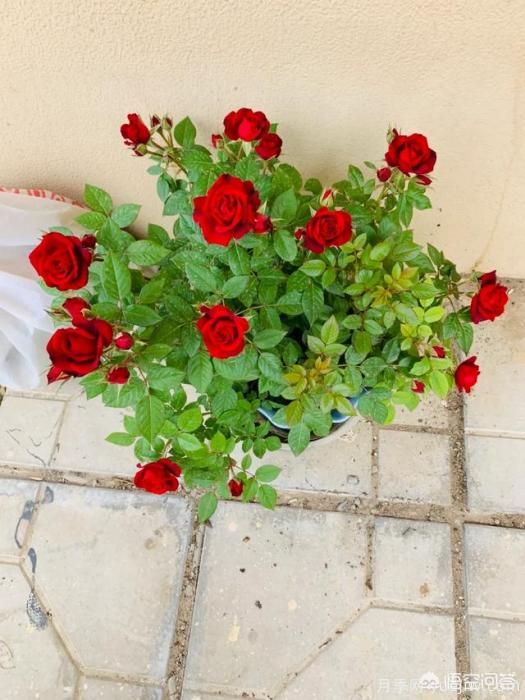 有哪些花友必備的月季花品種可以推薦下？(圖38)