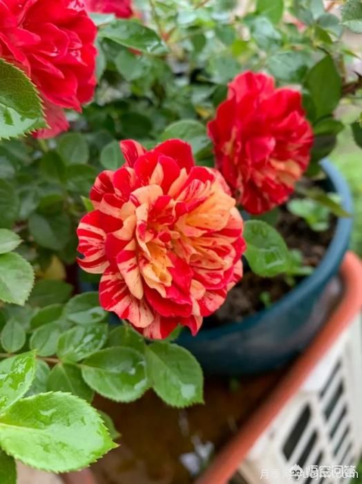 有哪些花友必備的月季花品種可以推薦下？(圖47)
