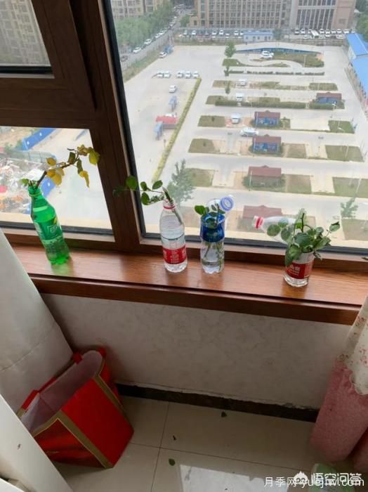 有哪些花友必備的月季花品種可以推薦下？(圖50)