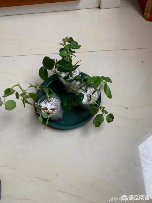有哪些花友必備的月季花品種可以推薦下？(圖49)