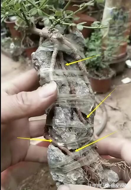 什么是山水盆景？山水盆景的形式有哪些？(圖7)
