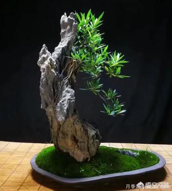 什么是山水盆景？山水盆景的形式有哪些？(圖9)