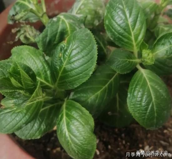 繡球花葉子小是怎么回事？(圖1)
