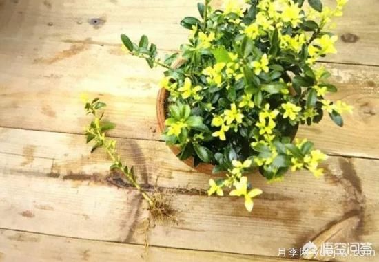 哪些樹(shù)種可以做街道綠化樹(shù)種？(圖20)