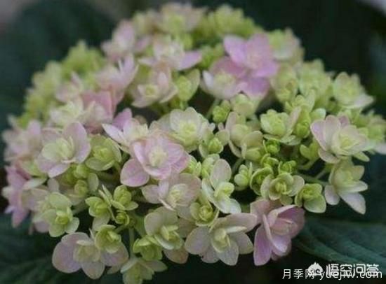 繡球花葉子小是怎么回事？(圖2)