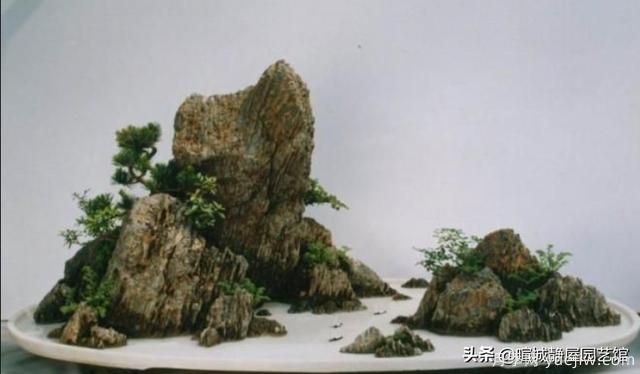 什么是山水盆景？山水盆景的形式有哪些？(圖4)