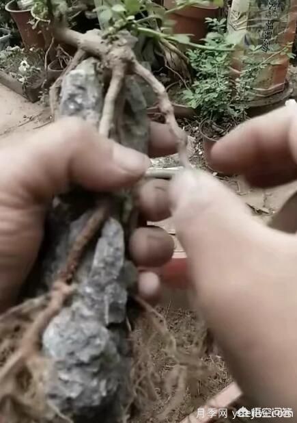 什么是山水盆景？山水盆景的形式有哪些？(圖6)