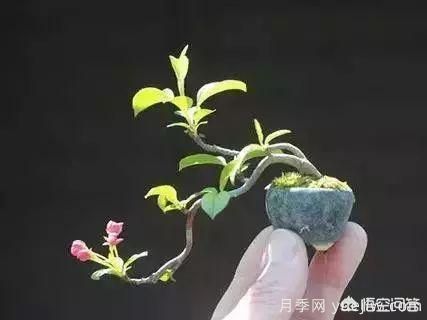 哪些樹(shù)種可以做街道綠化樹(shù)種？(圖6)