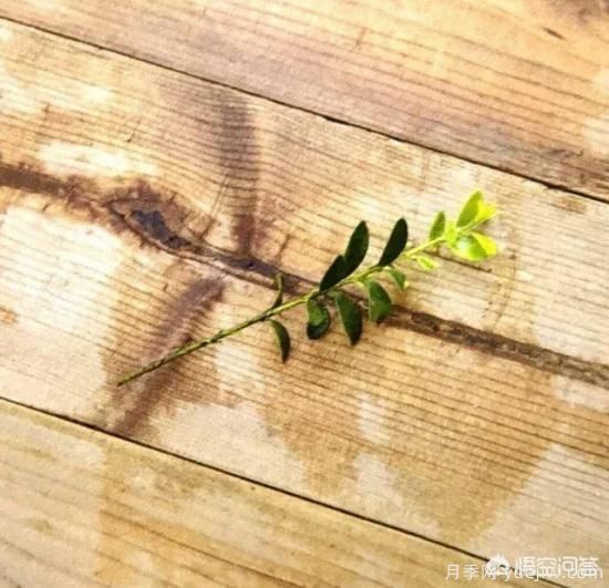 哪些樹(shù)種可以做街道綠化樹(shù)種？(圖10)
