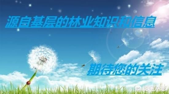 哪些樹(shù)種可以做街道綠化樹(shù)種？(圖4)